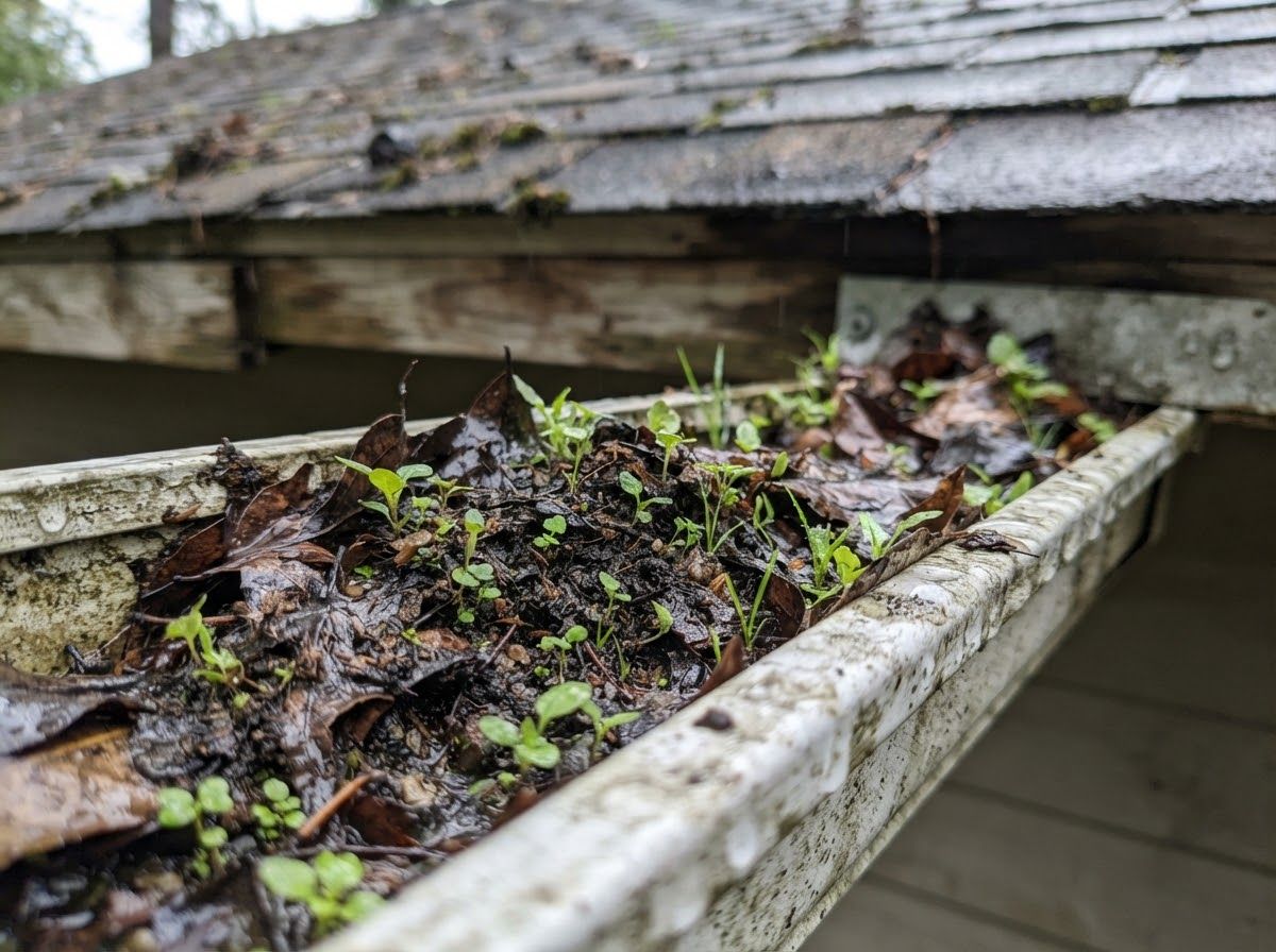 Gutter packed with wet, rotting leaves and sprouting seedlings